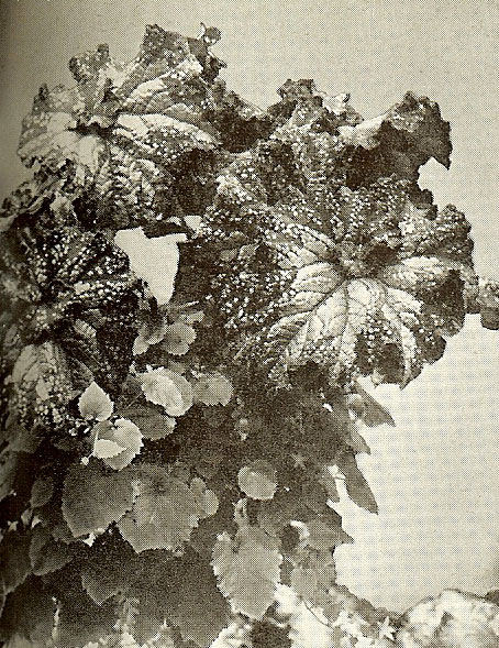 B. ‘Ojai’